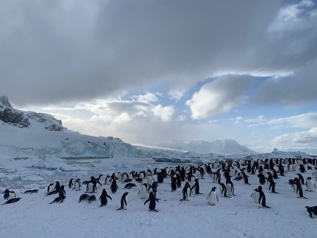 Pinguinkolonie an einer verschneiten antarktischen Küste