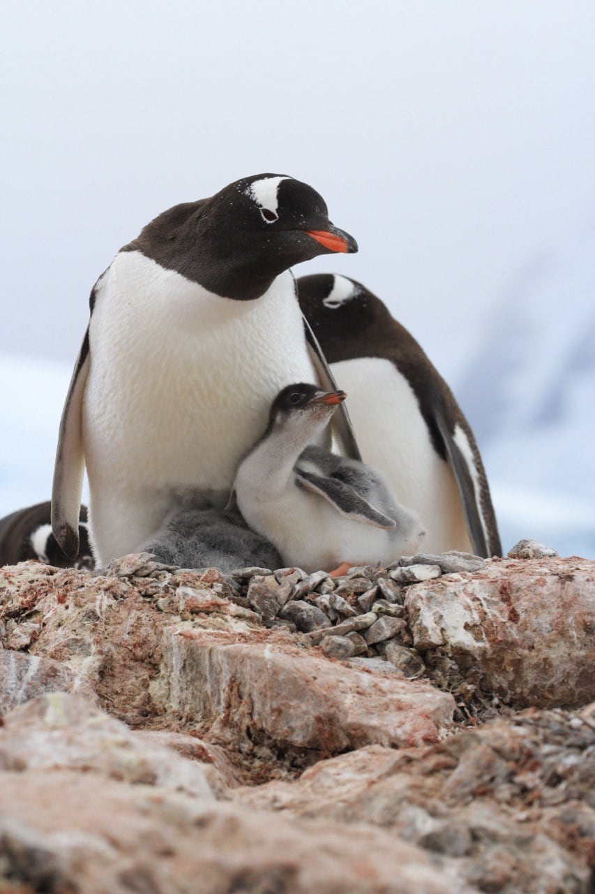 Pinguine mit einem Küken am felsigen Ufer