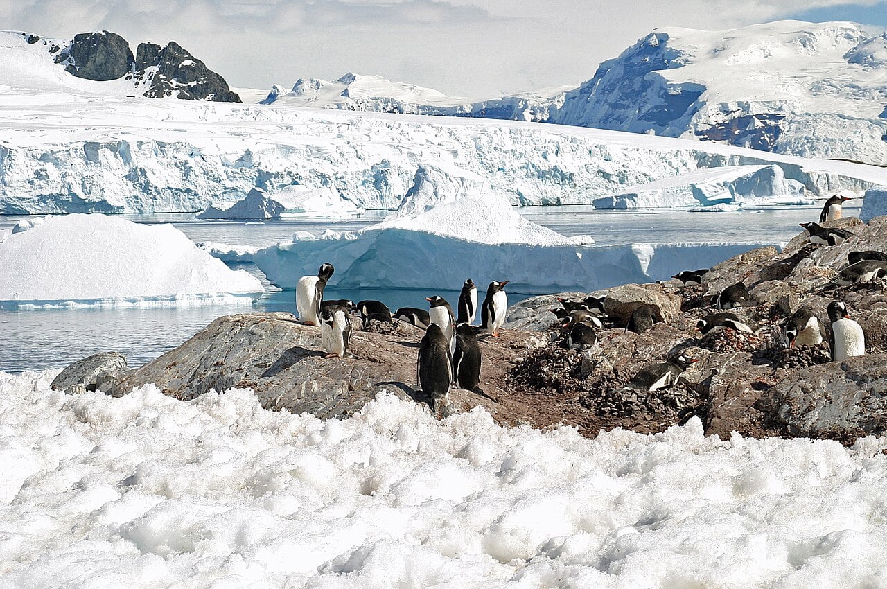 Eselspinguine und Eislandschaft auf Cuverville Island
