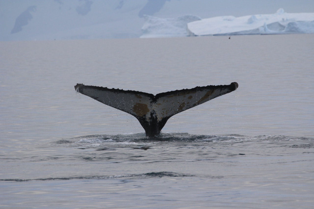 La coda di una balena sopra le acque antartiche
